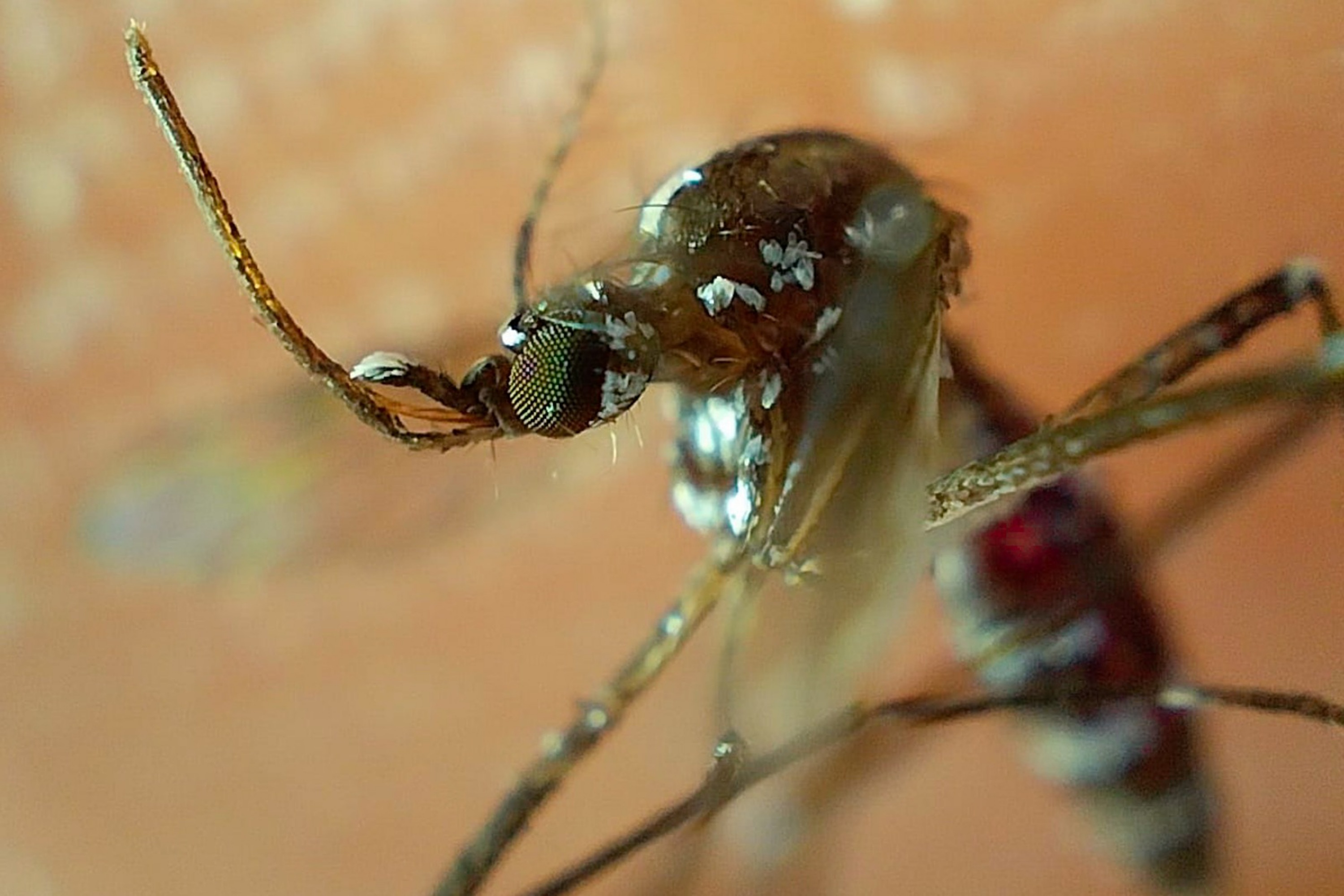 Continúa presencia de dengue en 106 municipios: Salud