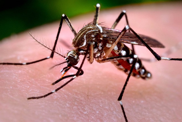 Ya son 89 muertos por dengue en México