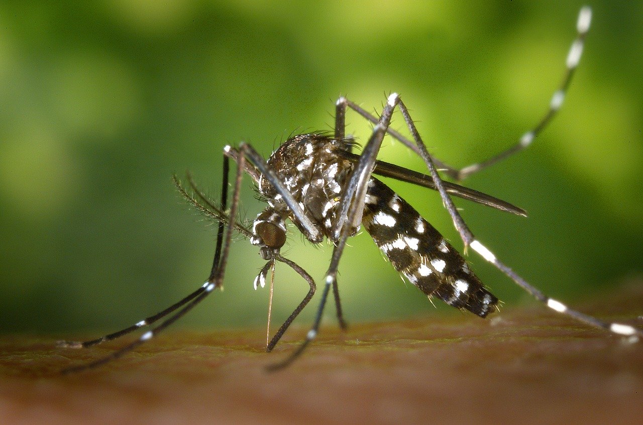 Reporta Salud primera muerte por dengue en Puebla