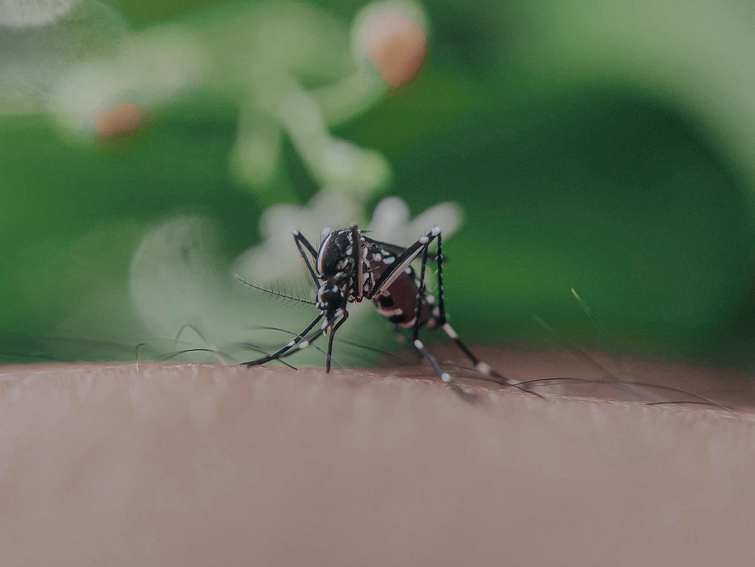 Puebla rebasa los 2 mil casos de dengue