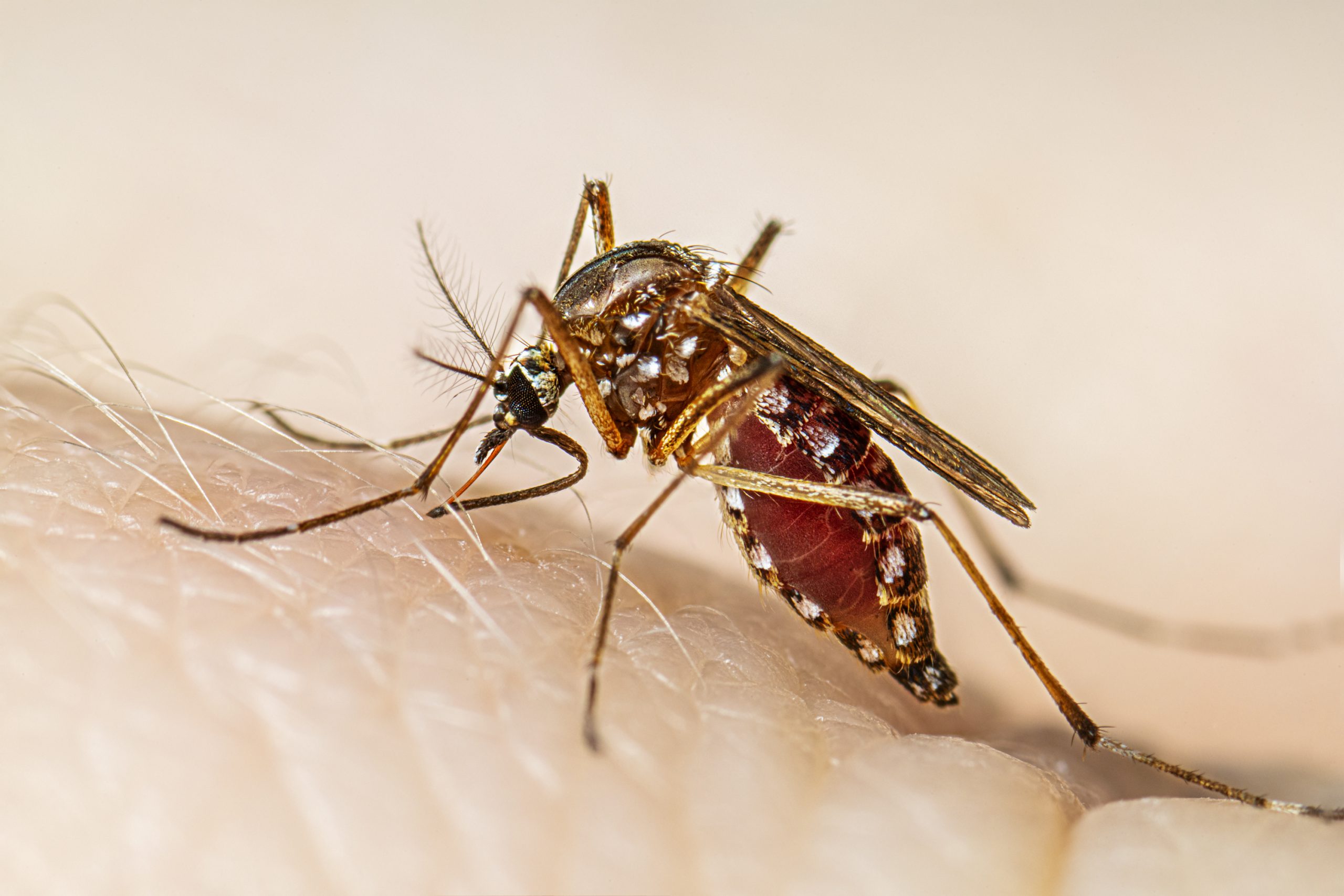 En México circulan cuatro serotipos de dengue