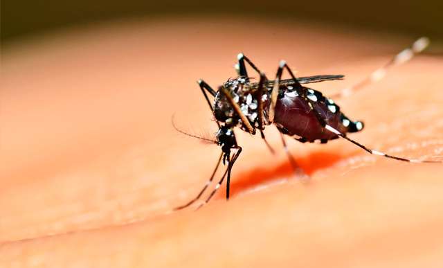 Ocurre primera muerte por dengue hemorrágico  en Tehuacán