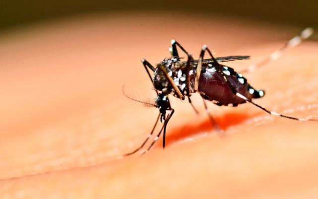 Confirman caso de dengue en poblador de Venustiano Carranza