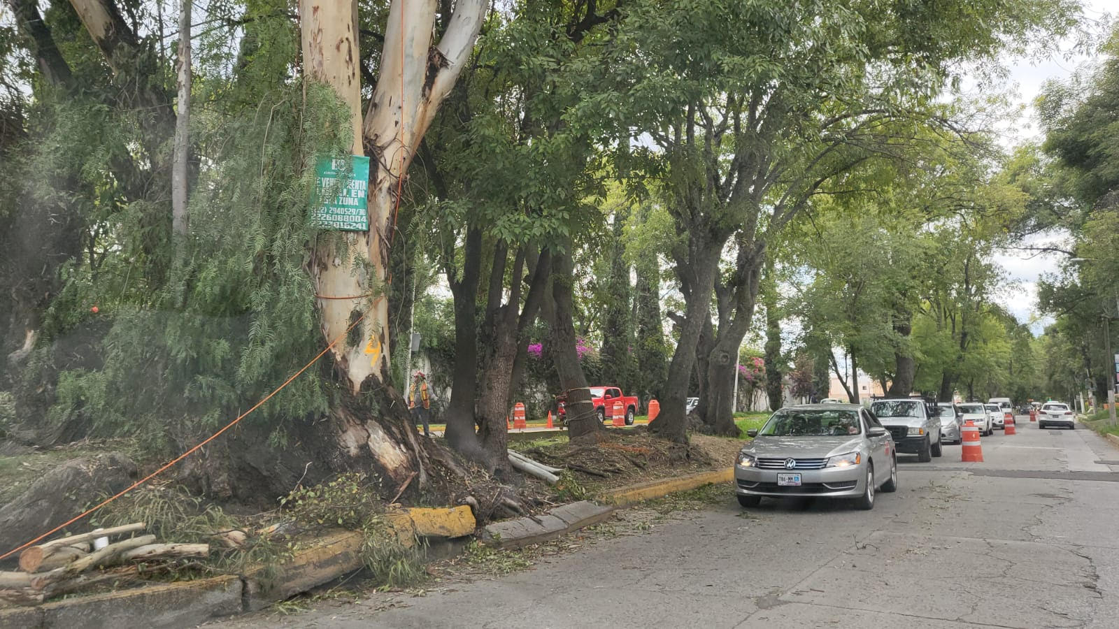 Ambientalistas se molestan por tala de árboles en Atlixco