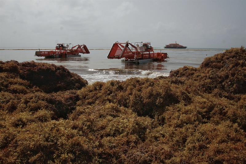 Barrido de sargazo erosiona playas mexicanas