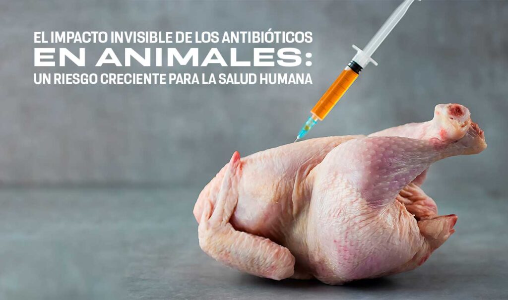 Alarma en Chile: Uso Indebido de Antibióticos en la Ganadería Amenaza la Salud Pública