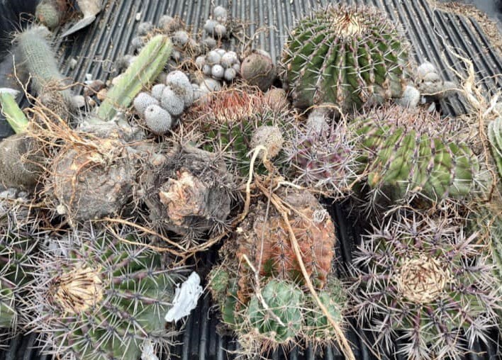 Lo detienen en posesión de plantas endémicas en Tehuacán  