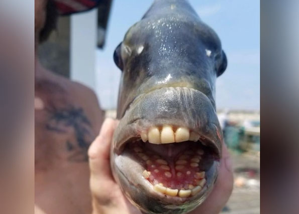 Captan a pez con dientes humanos en EU