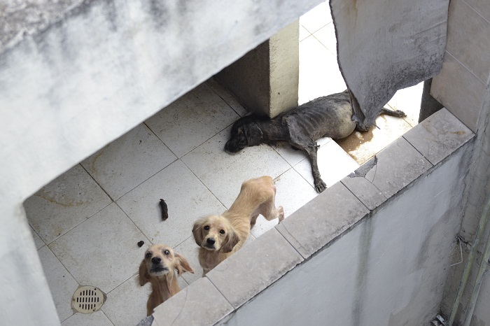 Ayuntamiento de Puebla te dice cómo denunciar el maltrato animal