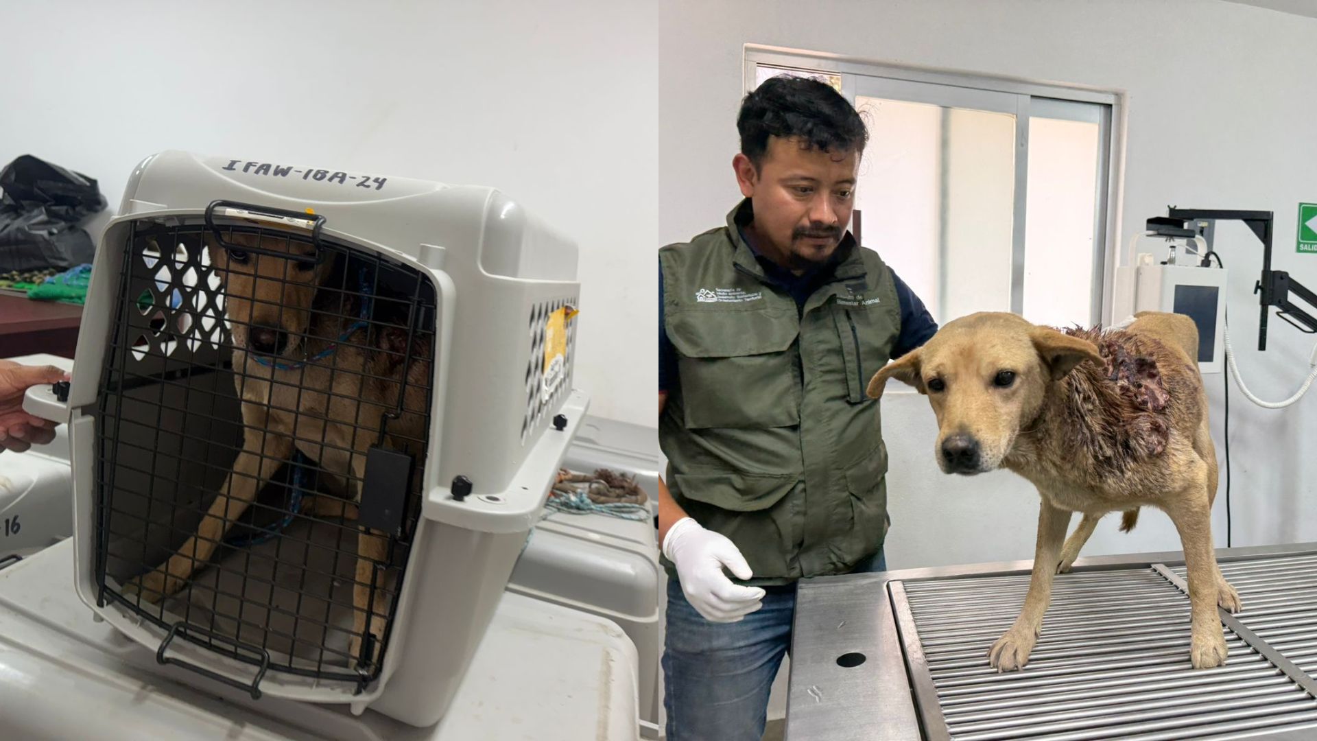 En Tepatlaxco, denuncian a personas que quemaron a un perro con pirotecnia  