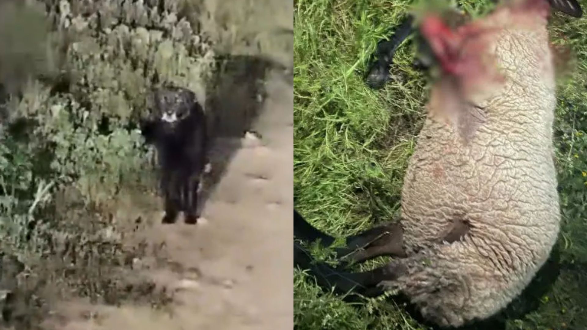 En Tlacotepec, avistan a “misterioso” animal que presuntamente mata ganado 