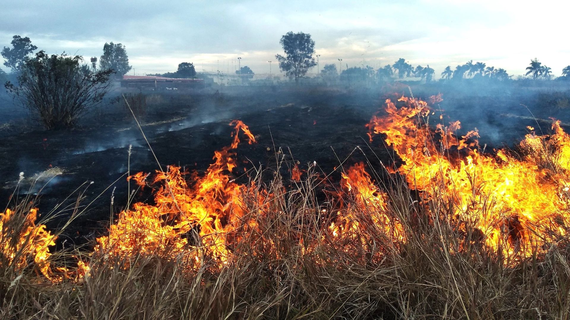 Se ha controlado el 50% del incendio forestal en la Sierra de Puruagua