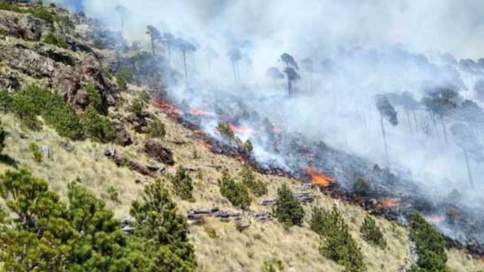 Incendios forestales afectan 200 hectáreas del Cofre De Perote 