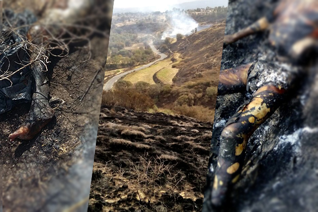 Aparecen 3 cuerpos calcinados en Tecamachalco, El Verde y Tlalancaleca