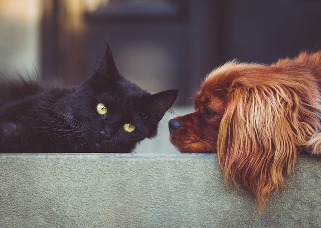 Abandono de animales podría ser castigado con cárcel