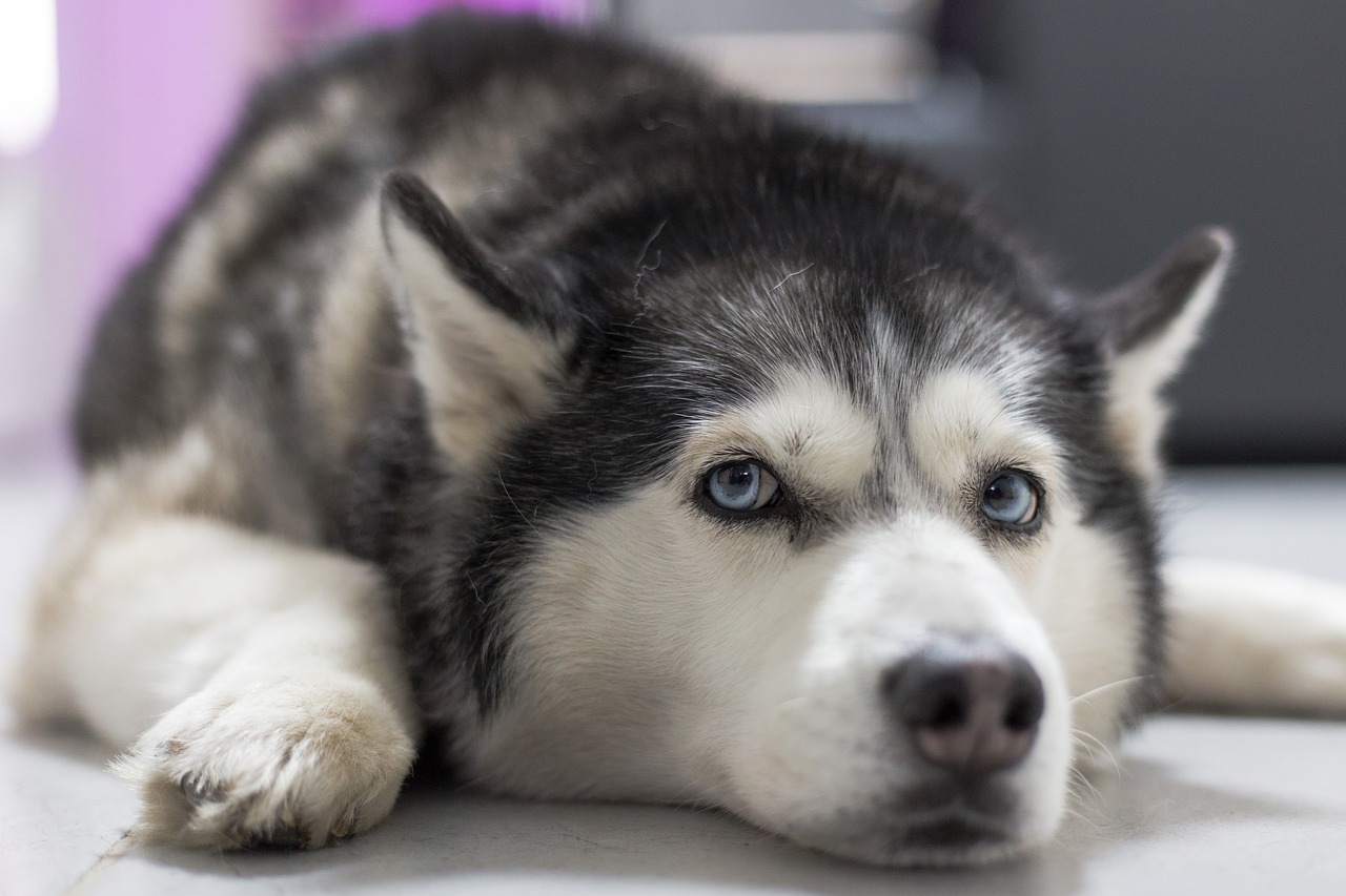 Muerde a su perro para enseñarle quien manda