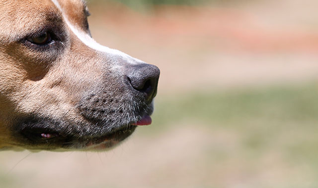 Tras envenenamiento de perros, inician campaña contra el maltrato animal