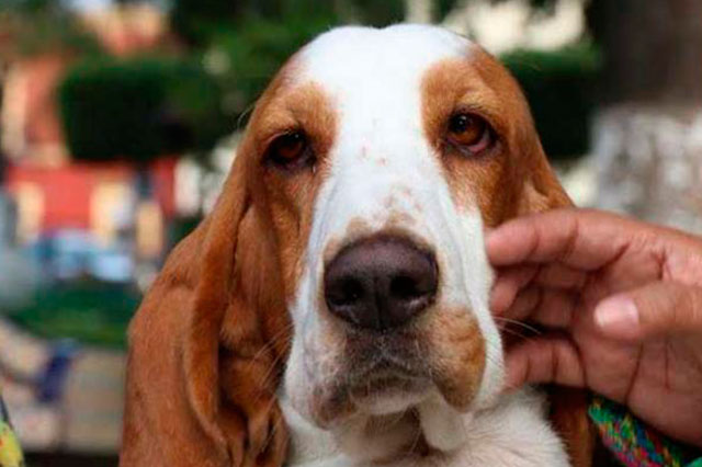 Exigen aplicar reglamento de tenencia de mascotas en Texmelucan