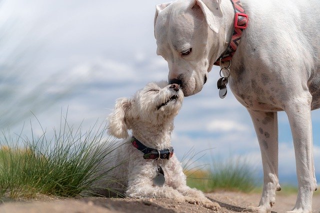 Entrenarán perros para que detecten coronavirus