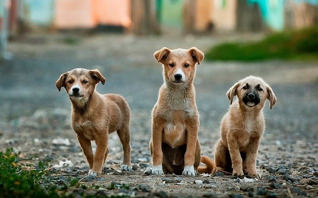 Rescatan a más de 40 perritos en casa de mujer acumuladora