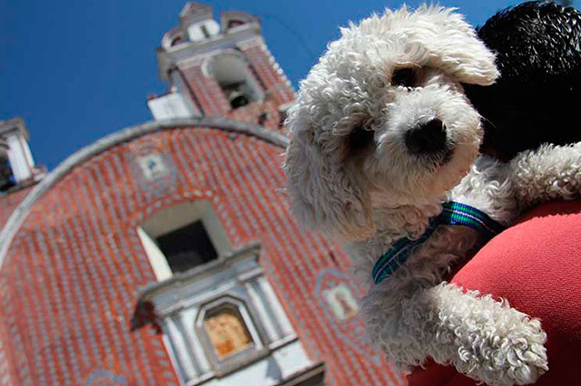 Castigarán con 13 mil pesos maltrato de mascotas en San Pedro