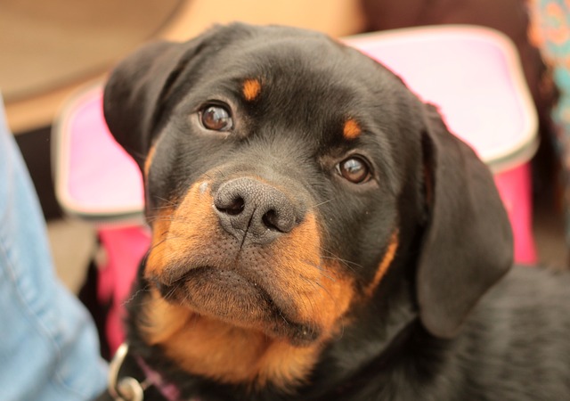 Perro le destroza el rostro a niño de 6 años