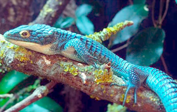 El dragón azul, la especie que sólo se ve en Veracruz y Puebla