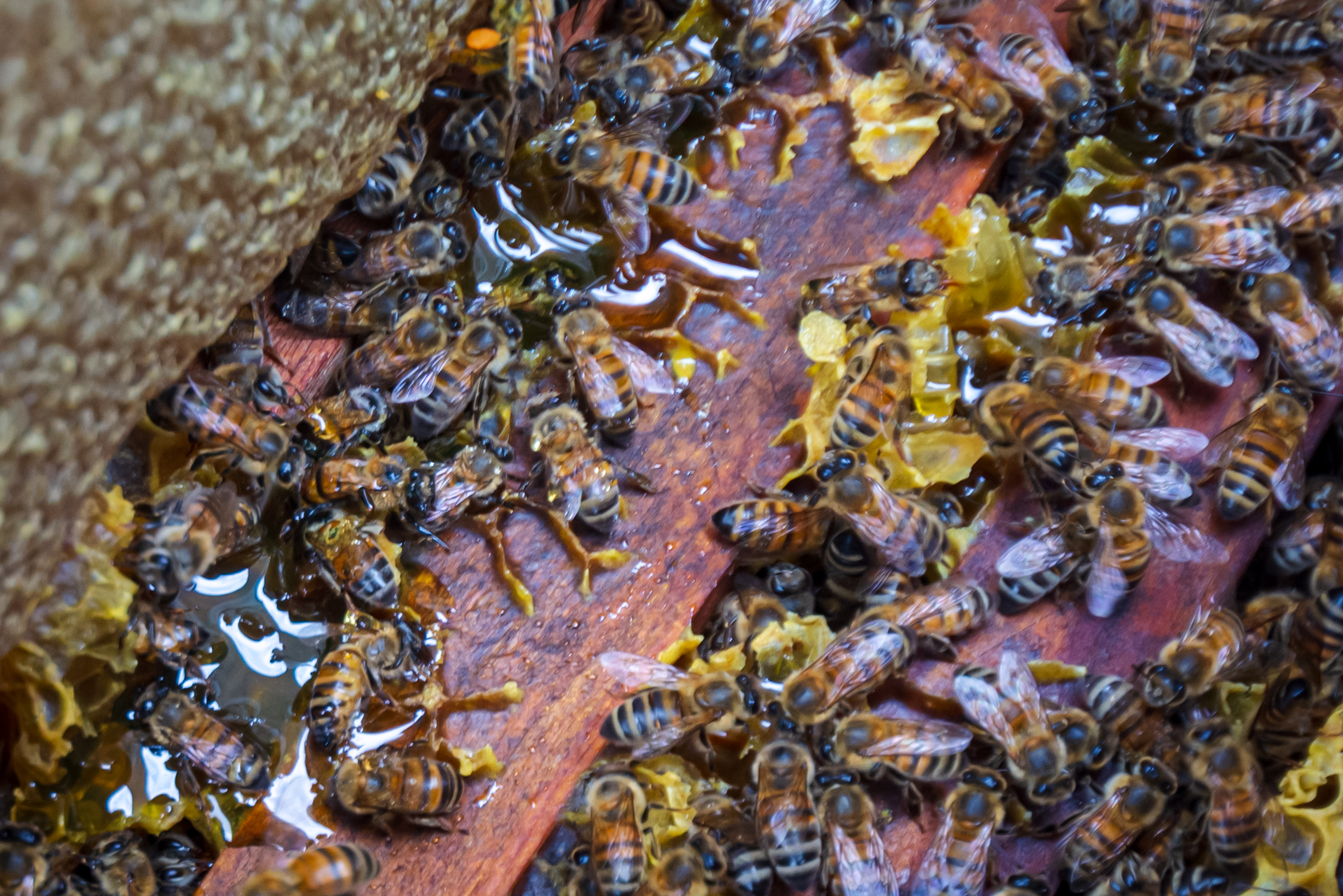 Ataque de abejas deja una persona muerta en Sinaloa