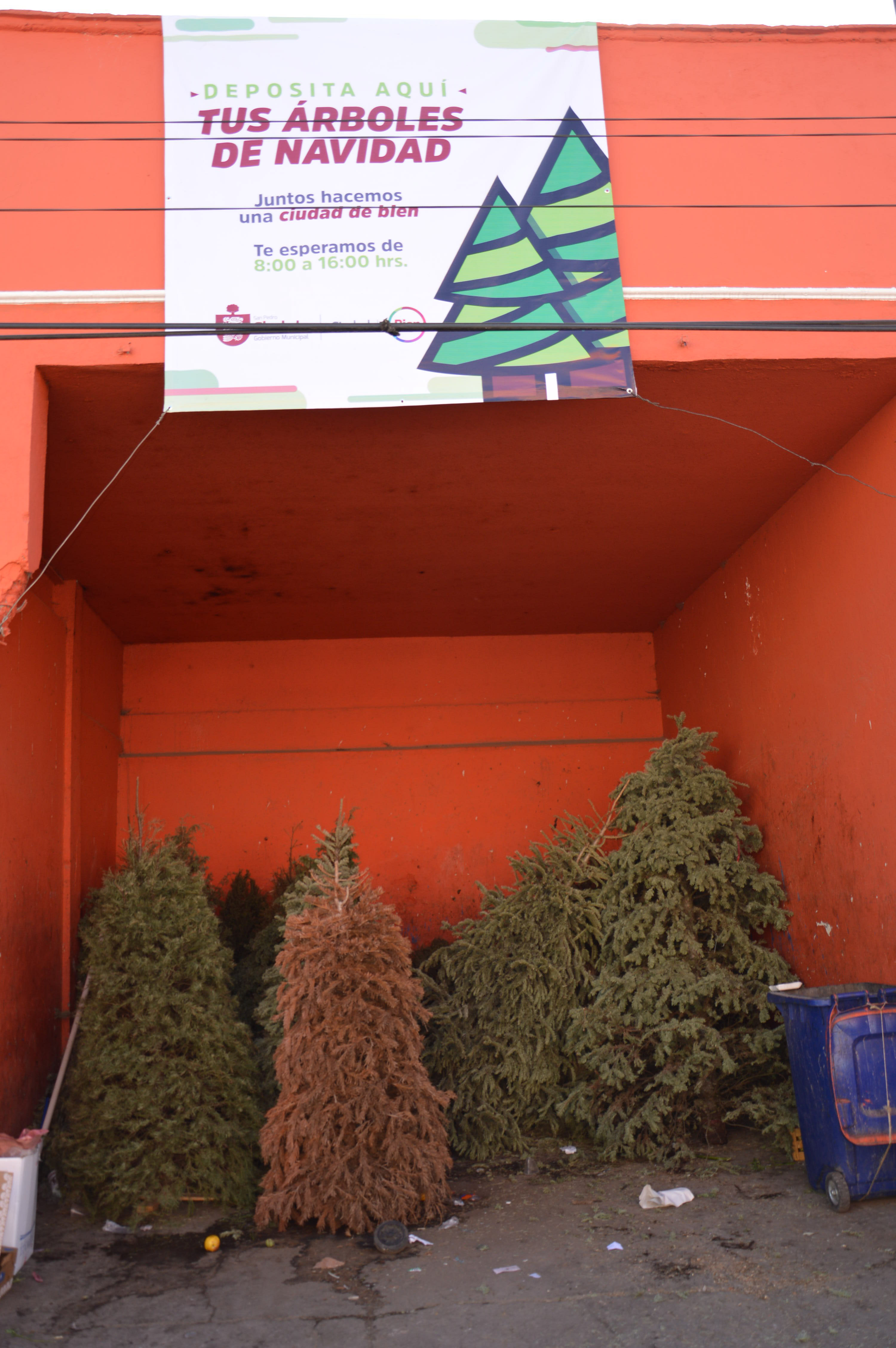 Inicia programa para reciclar árboles navideños en San Pedro Cholula