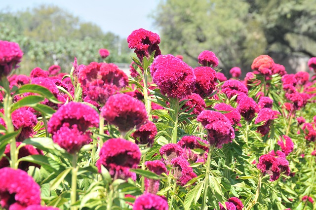 Prevén aumento en el precio de flores de muerto en Tehuacán