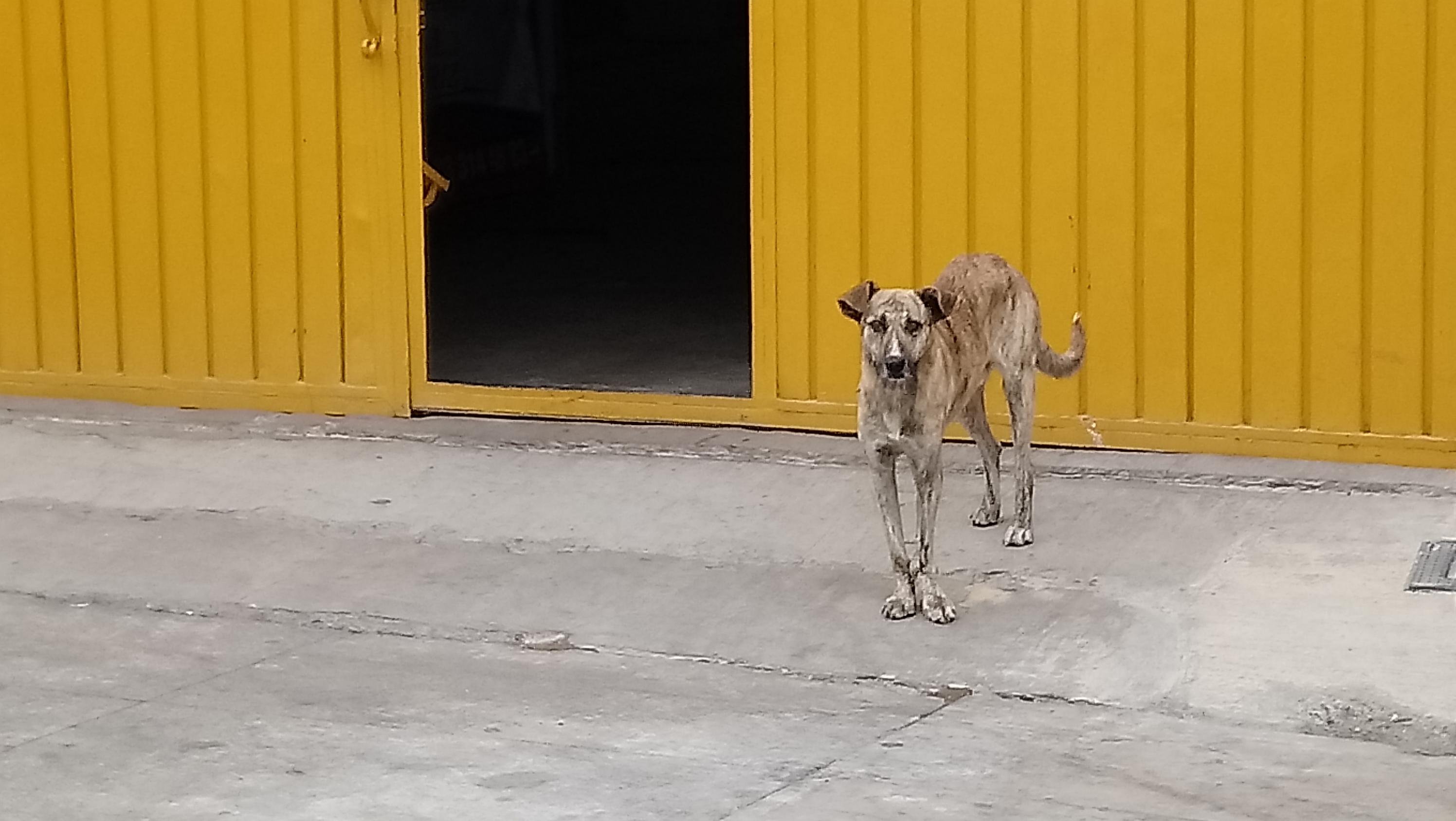 Pobladores denuncian ataques de perros en Zacapoaxtla