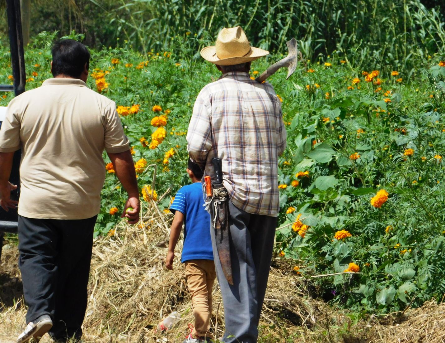 Dejan sin seguro los cultivos de flor de muerto en Tehuacán