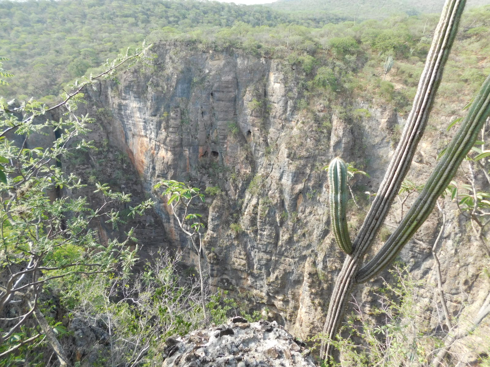 Monitorean en la Reserva Cuicatán especies felinas y al águila real