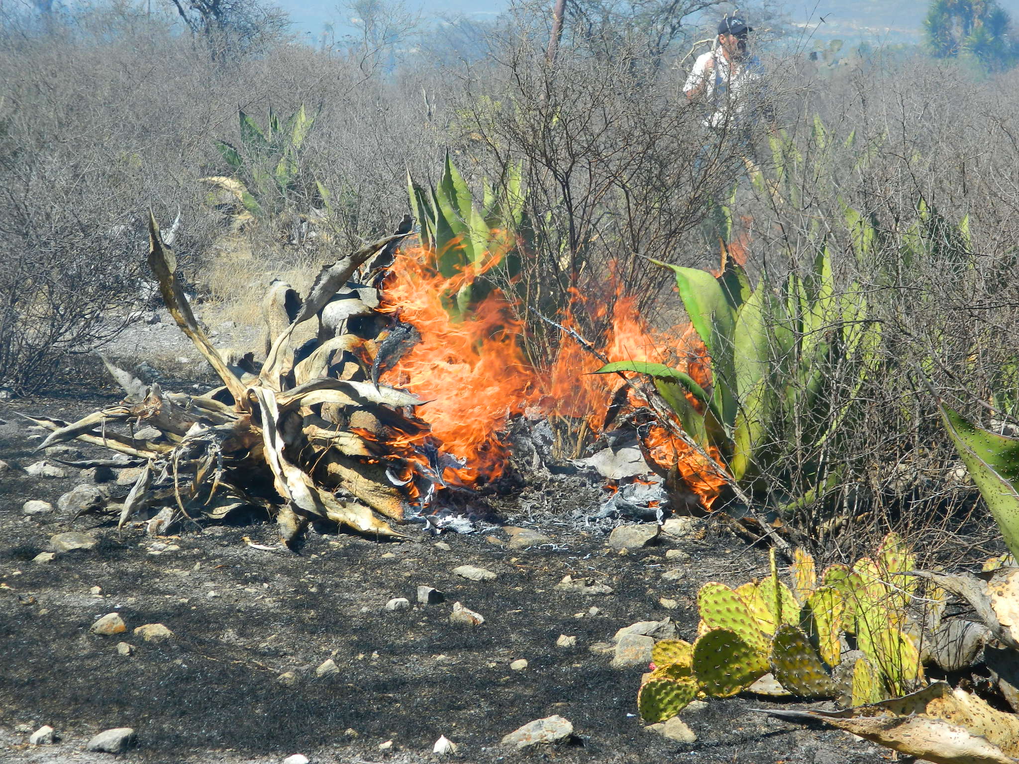 Repararán daño por incendios en la Reserva Tehuacán-Cuicatlán