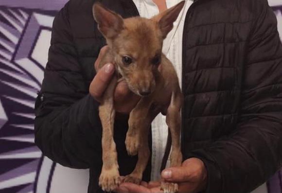 Intentó vender un coyote en el estacionamiento de Cruz del Sur