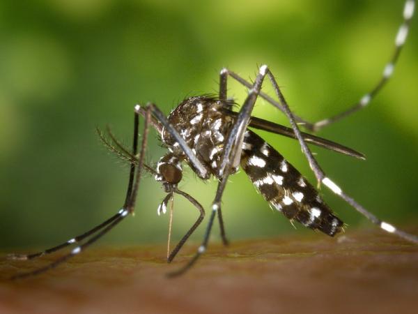Puebla, sin nuevos casos de dengue en las últimas 24 horas: Salud