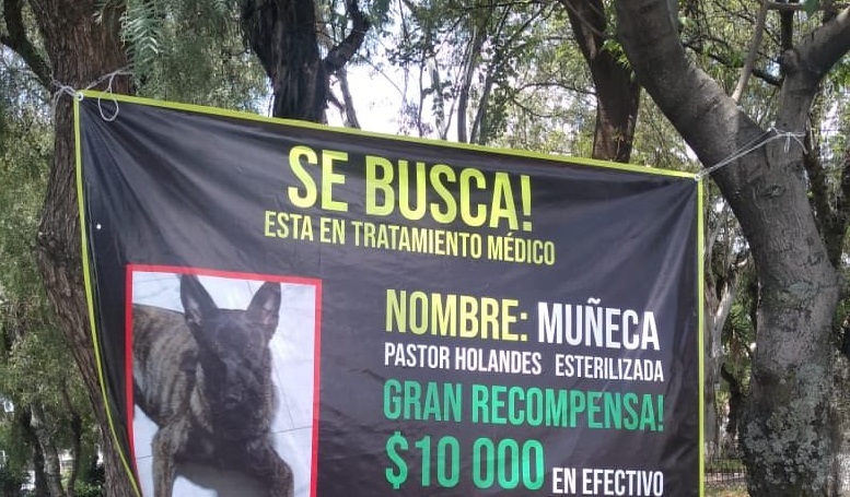 Tremenda recompensa ofrece en Puebla para localizar a su mascota