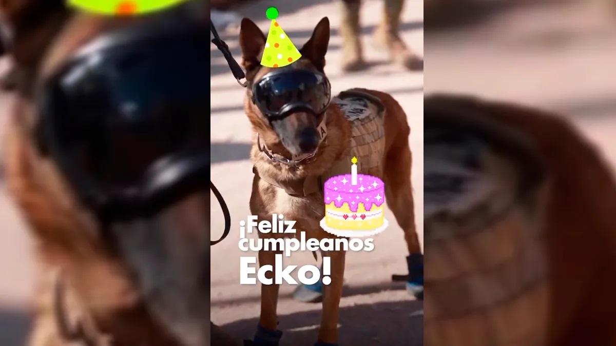 VIDEO Ecko, perro rescatista de la Semar, cumple años en Turquía