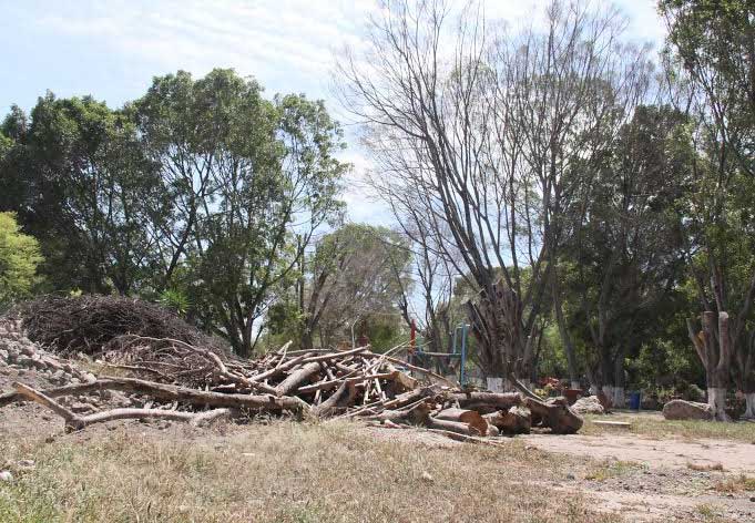 Renuncia director de Ecología de Tehuacán por derribo de árboles