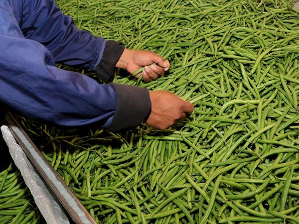 Productores poblanos exportarán ejote a Canadá