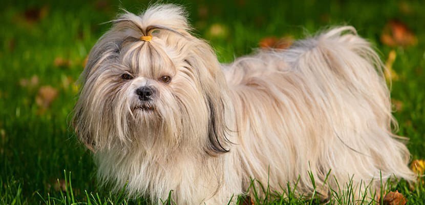 Le roban a embajador de Kuwait su perrita Shih Tzu Imperial