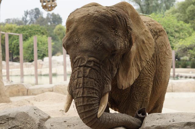 Elefanta Ely seguirá en el Zoológico de Aragón tras fallo de la SCJN