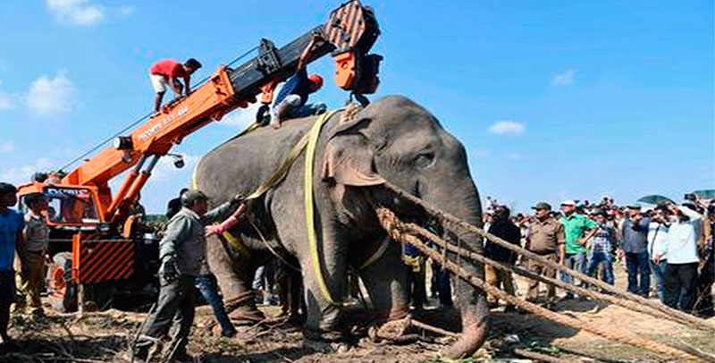 Atrapan a elefante en la India que mató a seis personas
