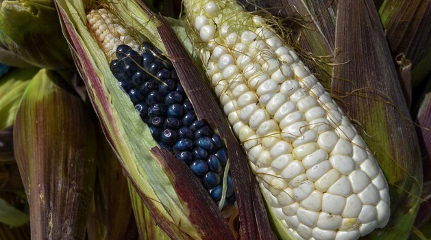 Ya viene la Feria del Elote
