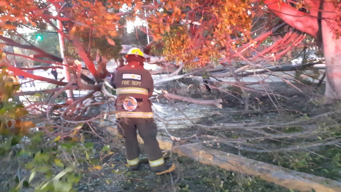 Vientos derrumban árbol en carril de RUTA del bulevar 5 de Mayo