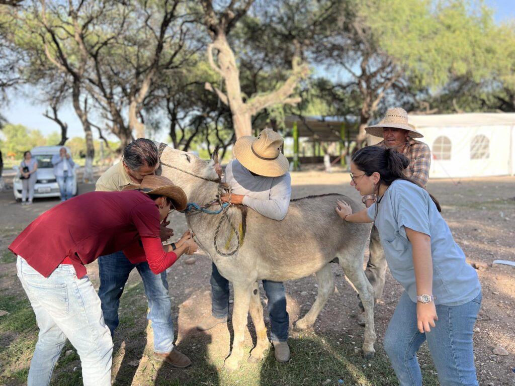 VIDEO Bienestar animal y humano: jornada veterinaria en la Mixteca poblana