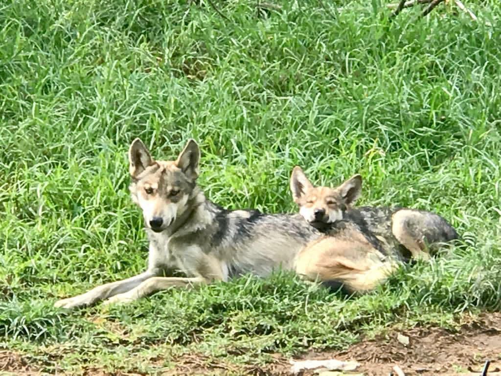 Zoológicos de Durango se sumarían al programa de conservación del lobo mexicano