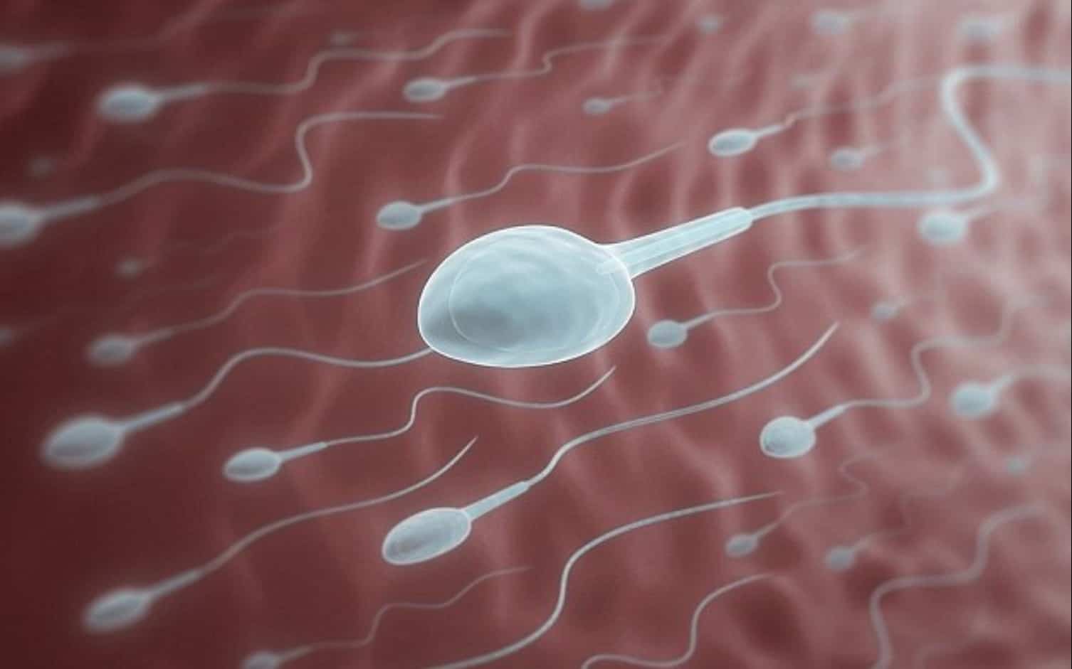 Encuentran restos de espermatozoides de hace unos 100 millones de años