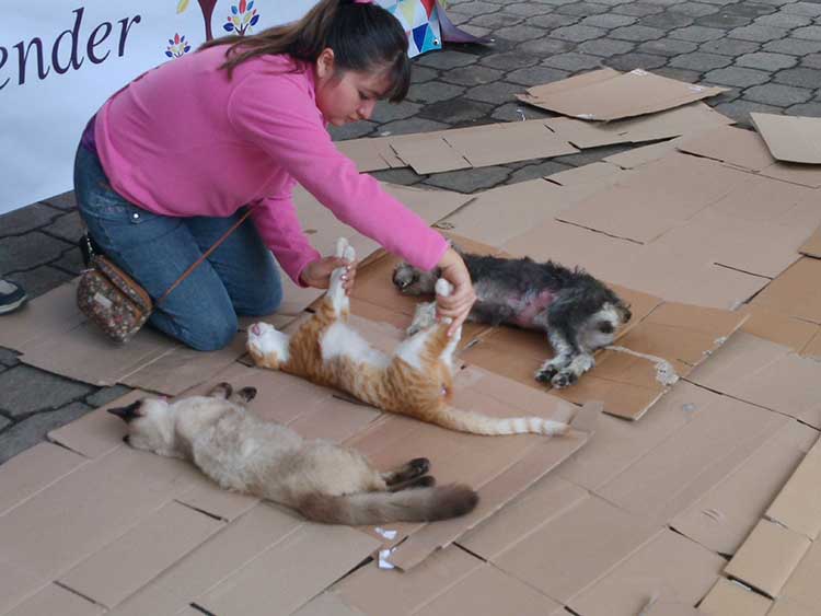 Pretenden evitar nacimiento de 30 mil mascotas en Huauchinango