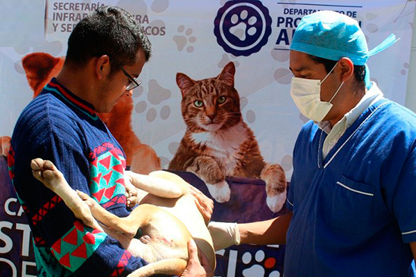 Piden campañas de esterilización de mascotas en Izúcar de Matamoros